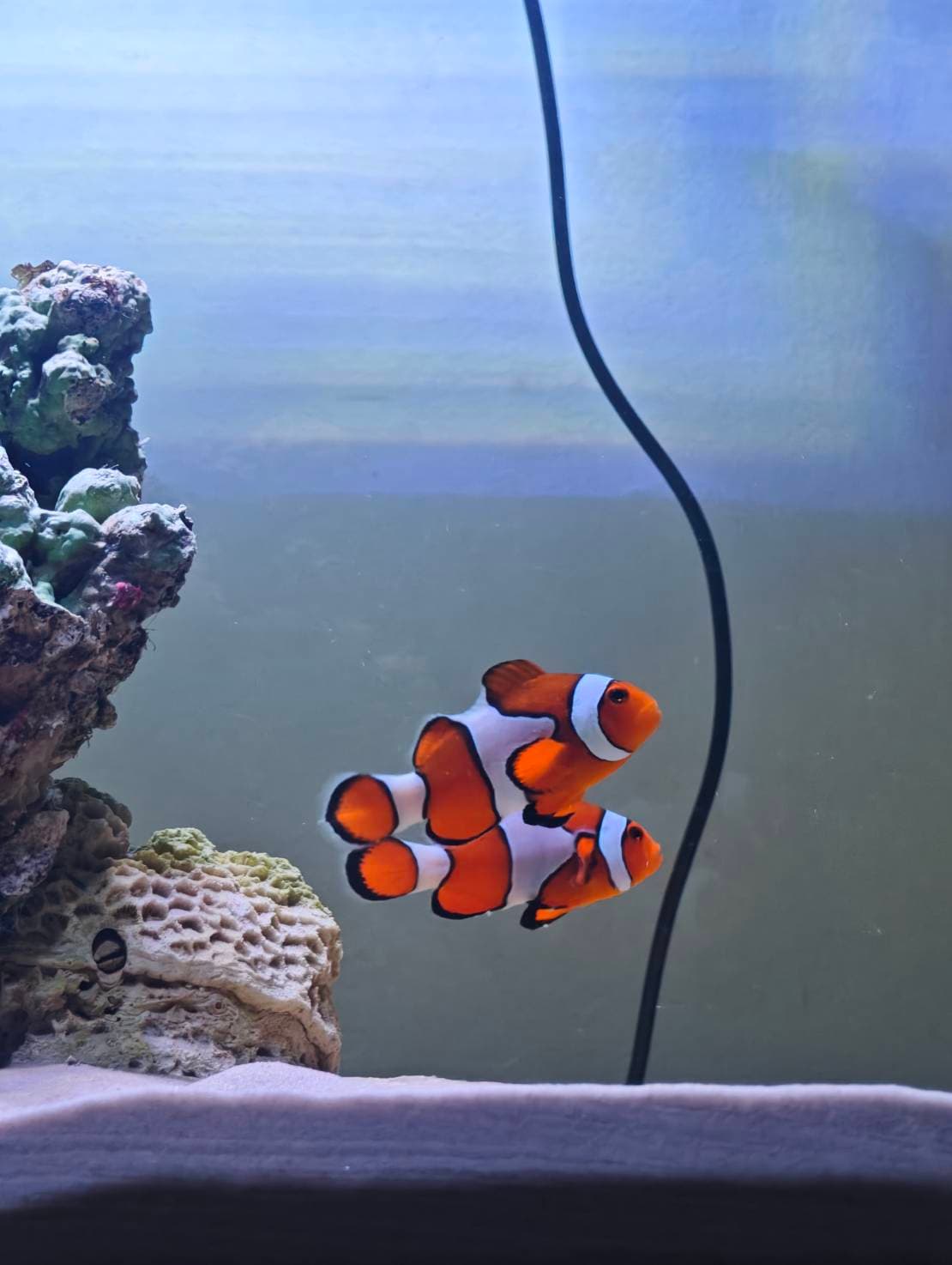 First Saltwater Tank image 1
