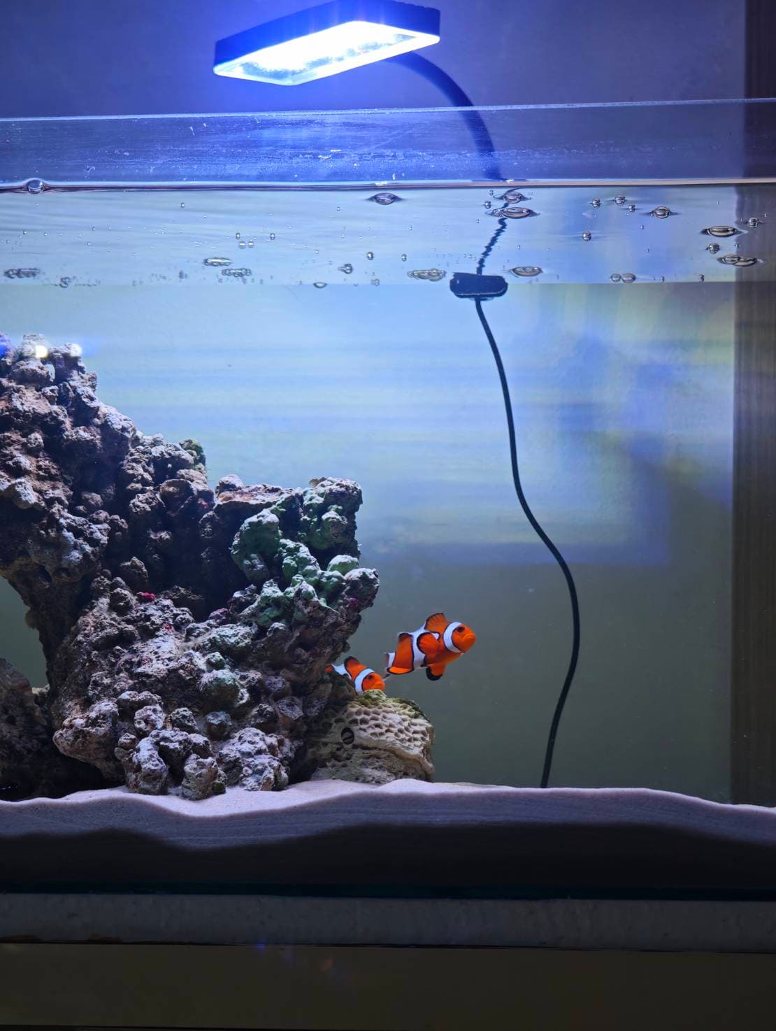 First Saltwater Tank image 2