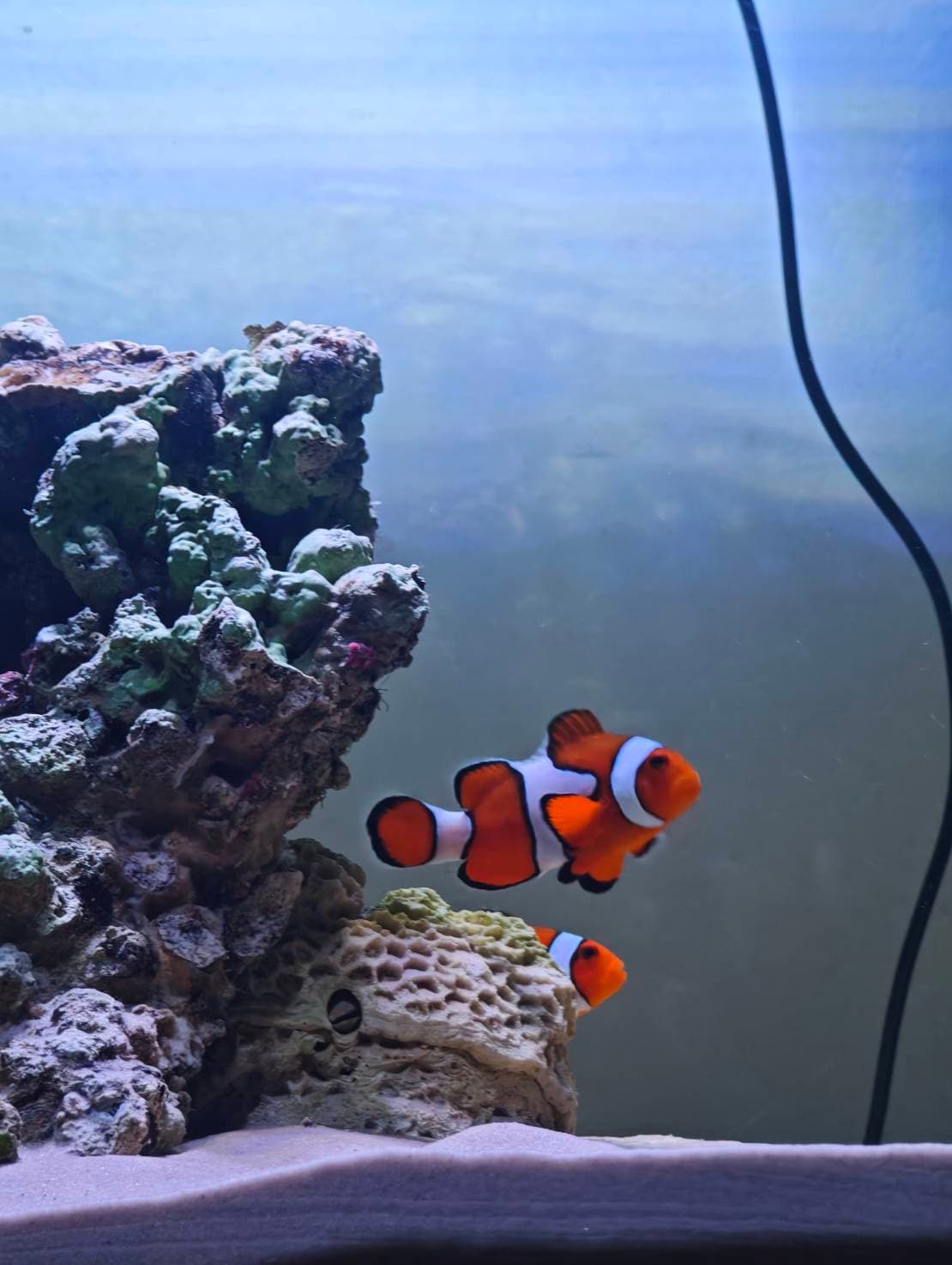 First Saltwater Tank image 3