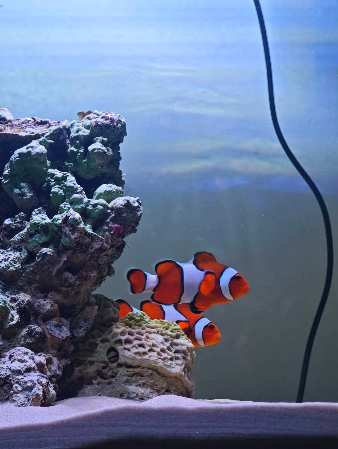 First Saltwater Tank image 4