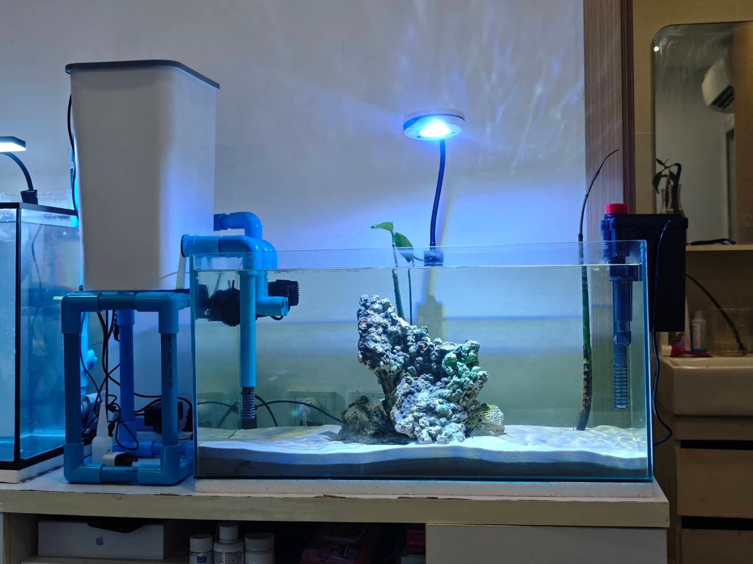 First Saltwater Tank image 5