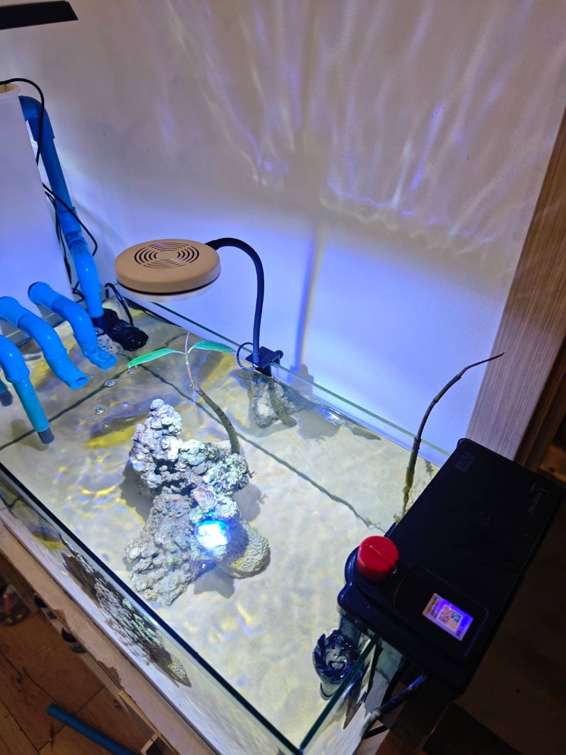 First Saltwater Tank image 6