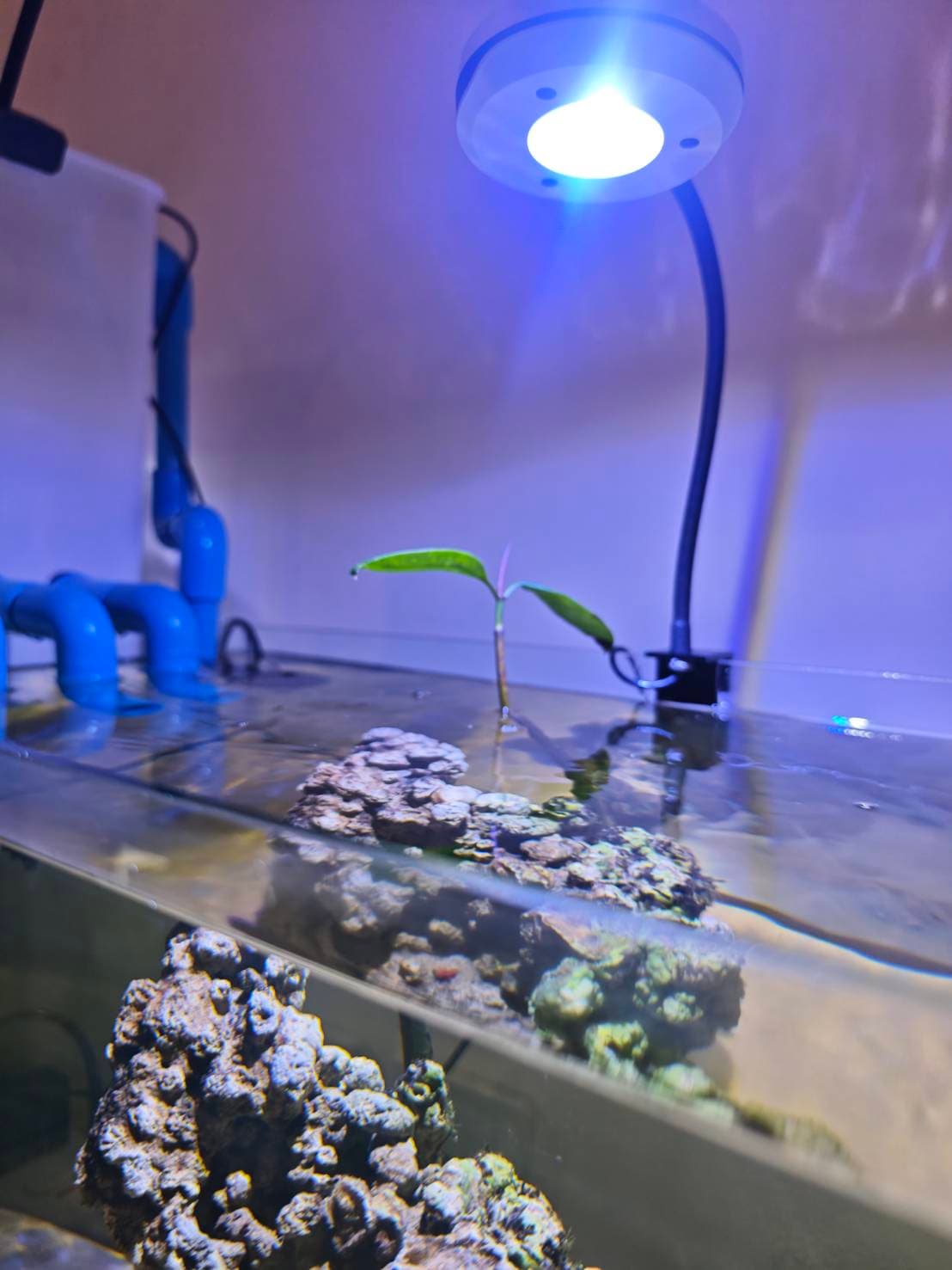 First Saltwater Tank image 7