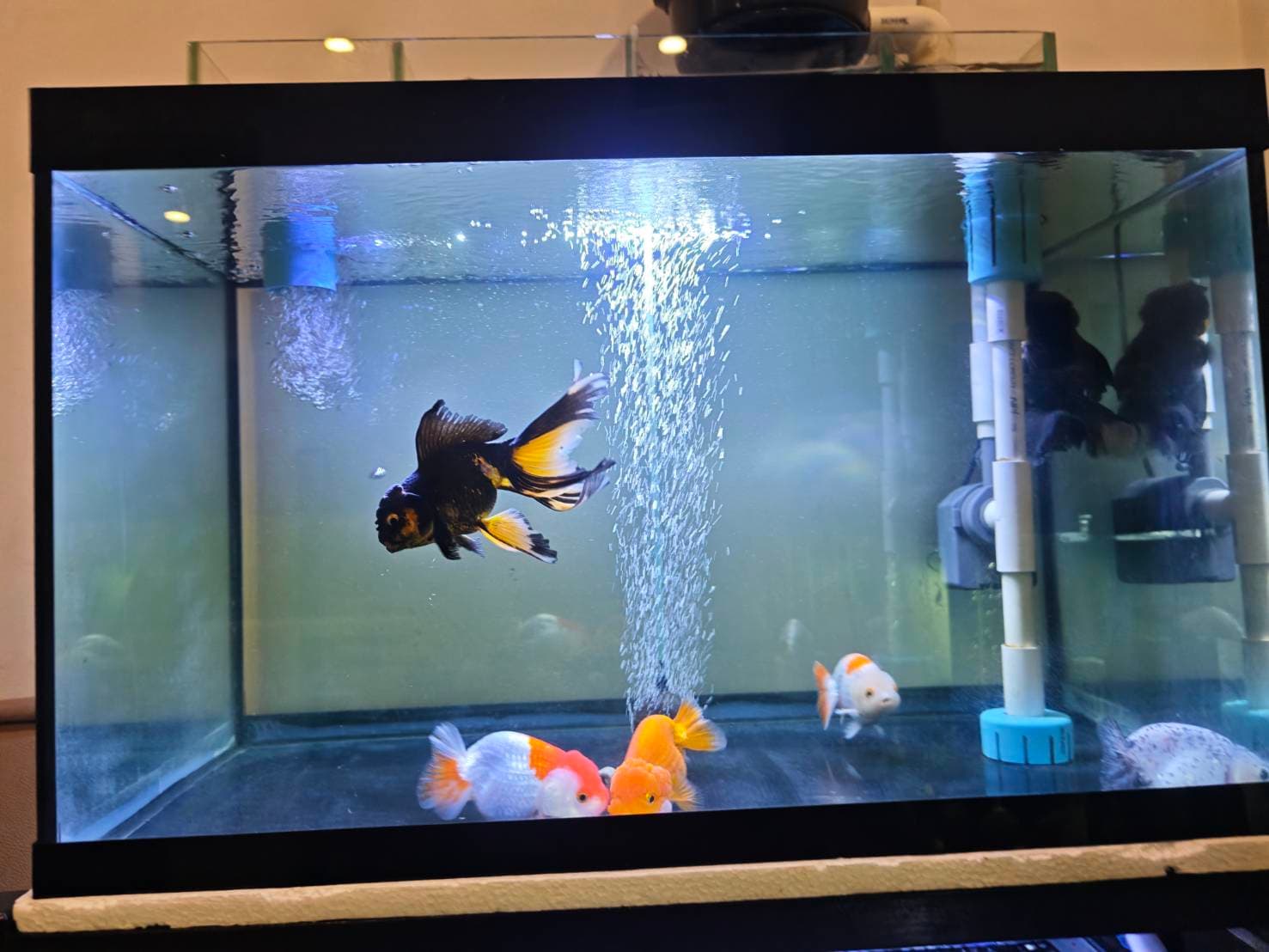 Goldfish Sanctuary image 1