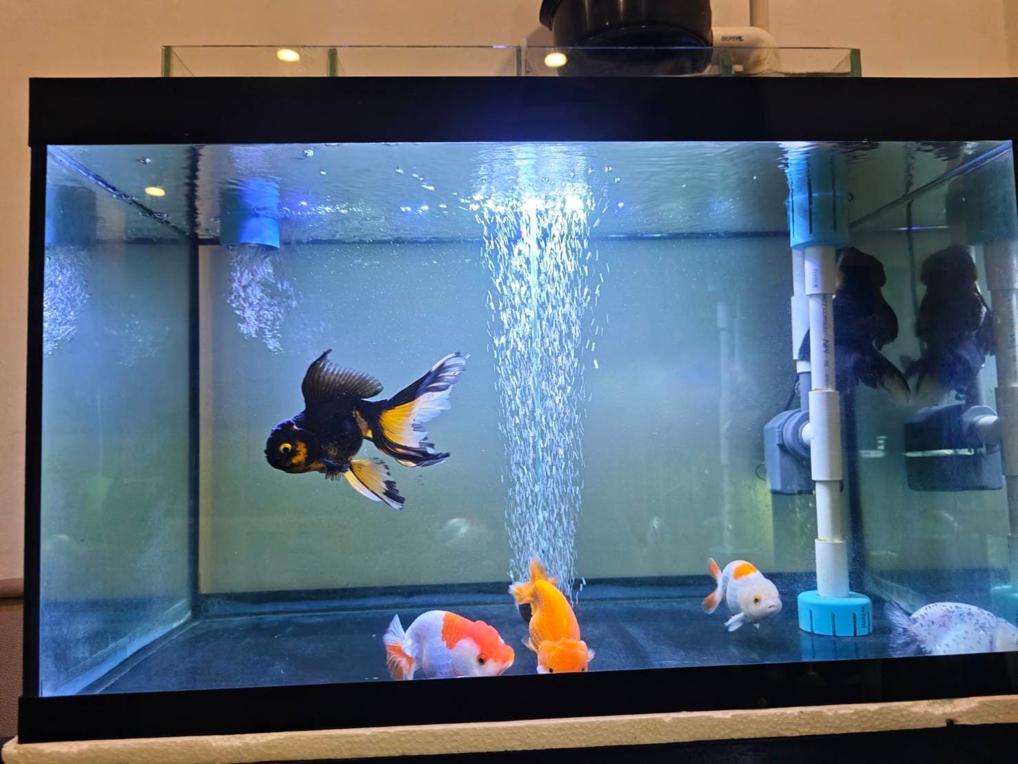 Goldfish Sanctuary image 2