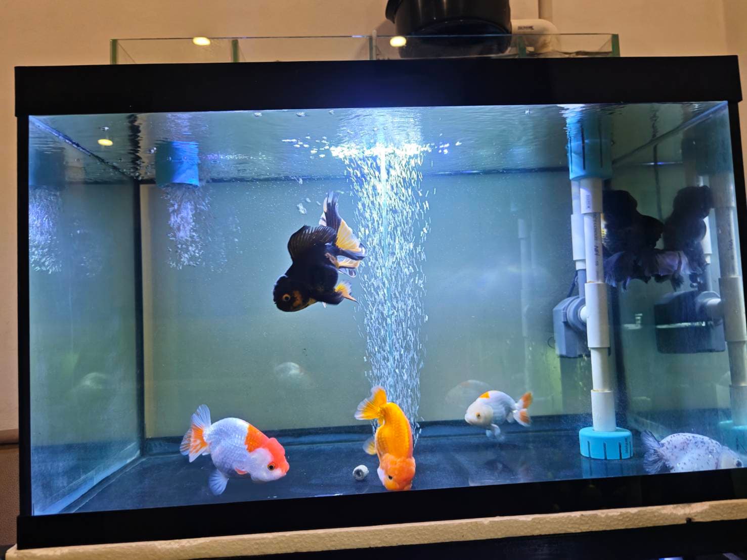 Goldfish Sanctuary image 3
