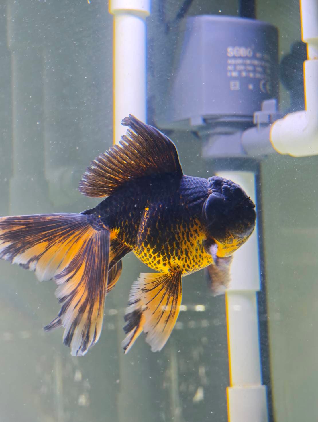 Goldfish Sanctuary image 4