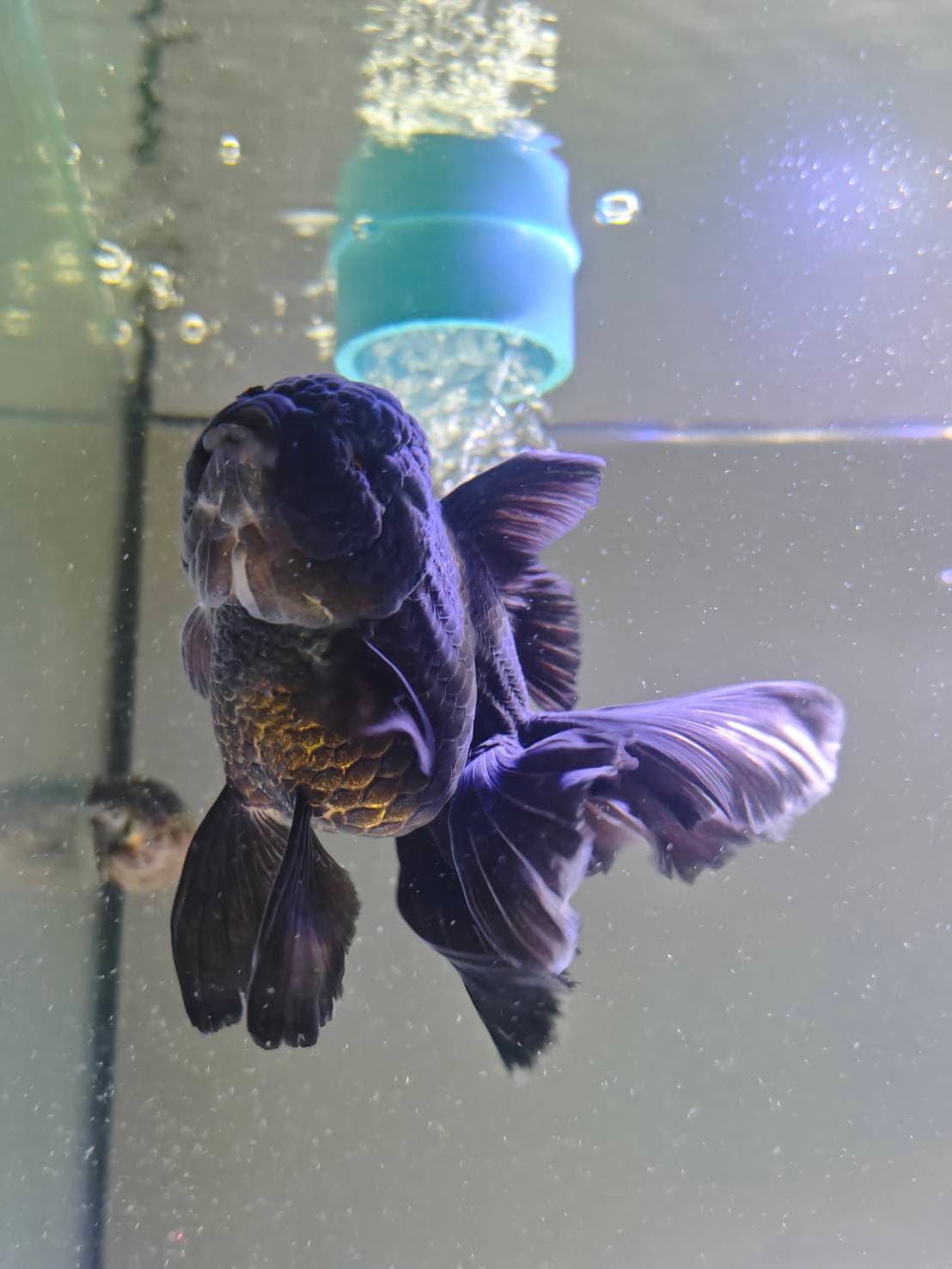 Goldfish Sanctuary image 5