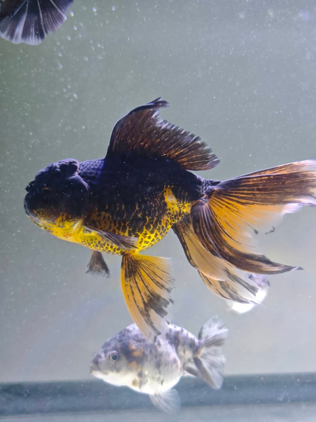 Goldfish Sanctuary image 6