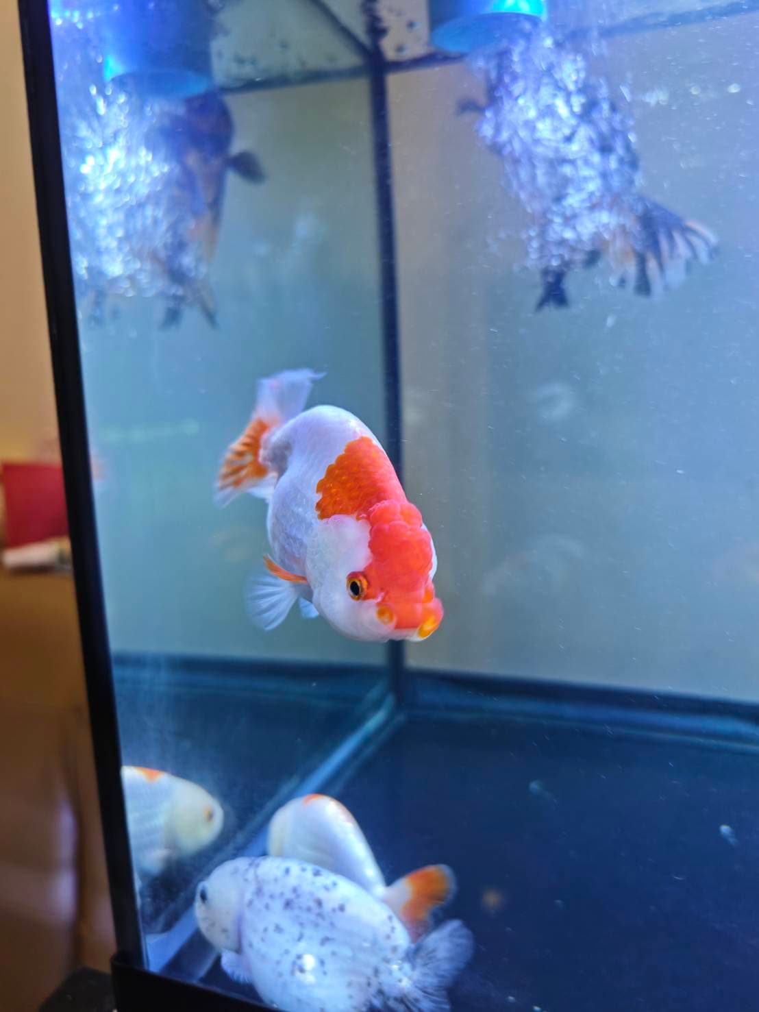 Goldfish Sanctuary image 7