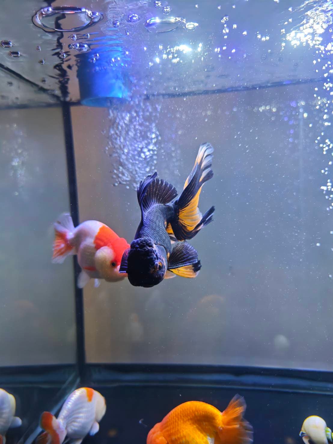 Goldfish Sanctuary image 8