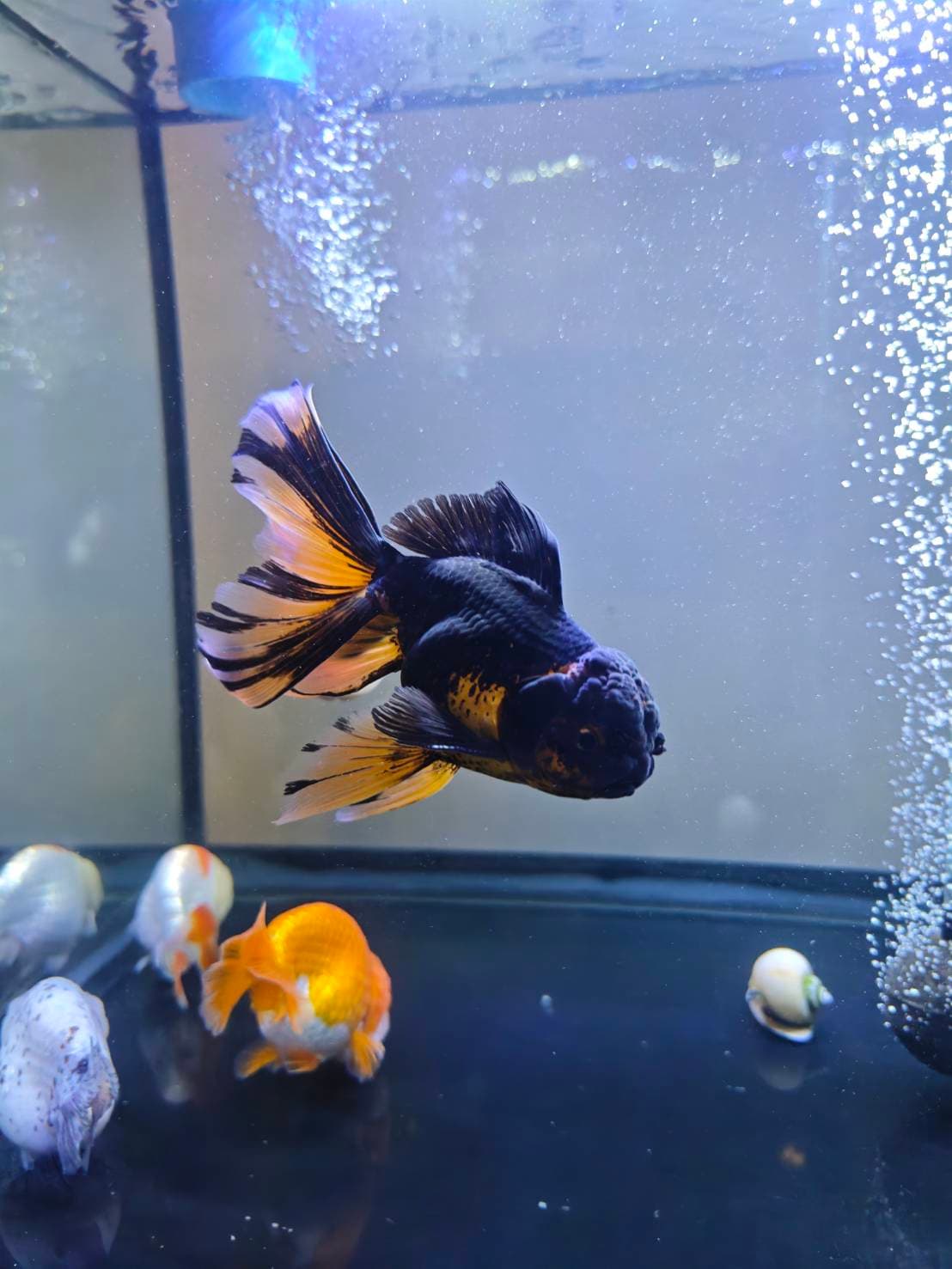 Goldfish Sanctuary image 9