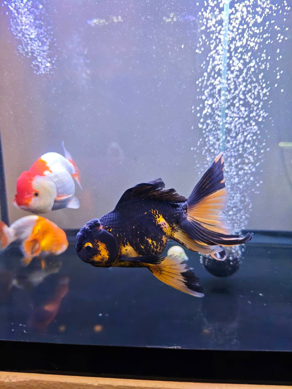 Goldfish Sanctuary image 10