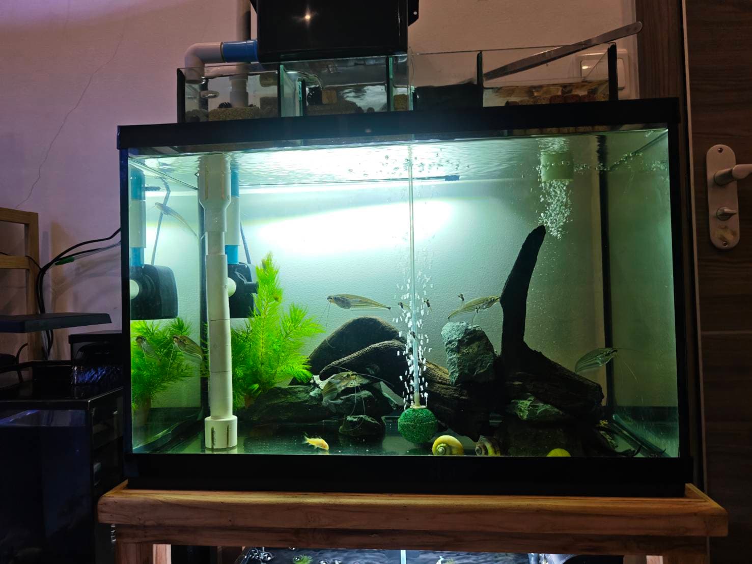 The Ghost & Bottom Dwellers image 1