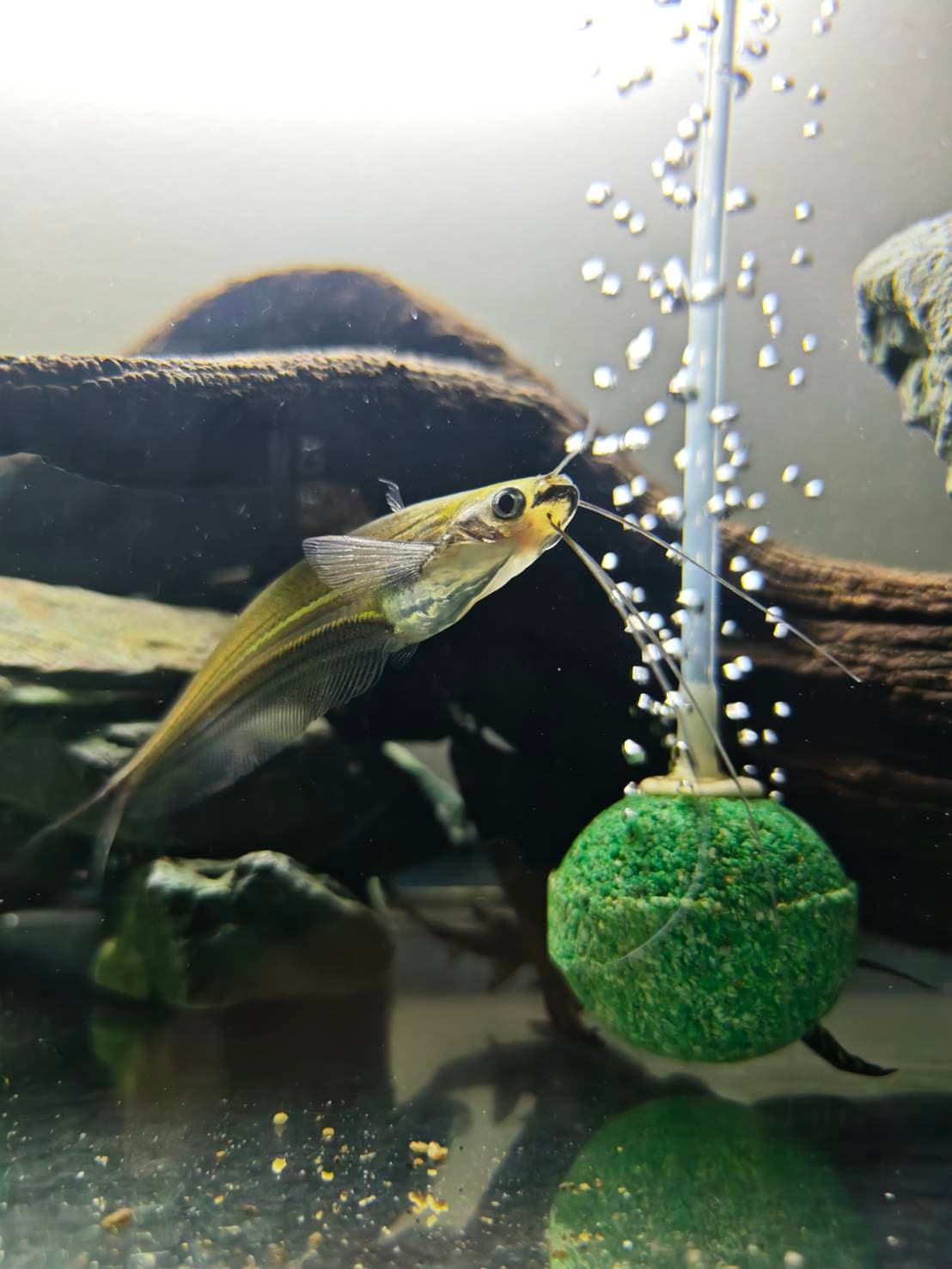 The Ghost & Bottom Dwellers image 2