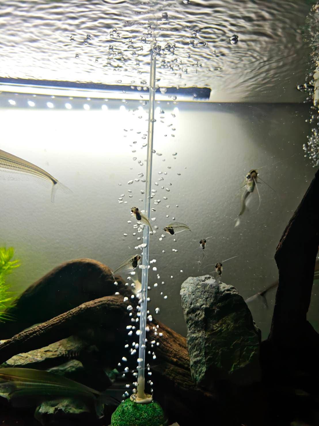 The Ghost & Bottom Dwellers image 3