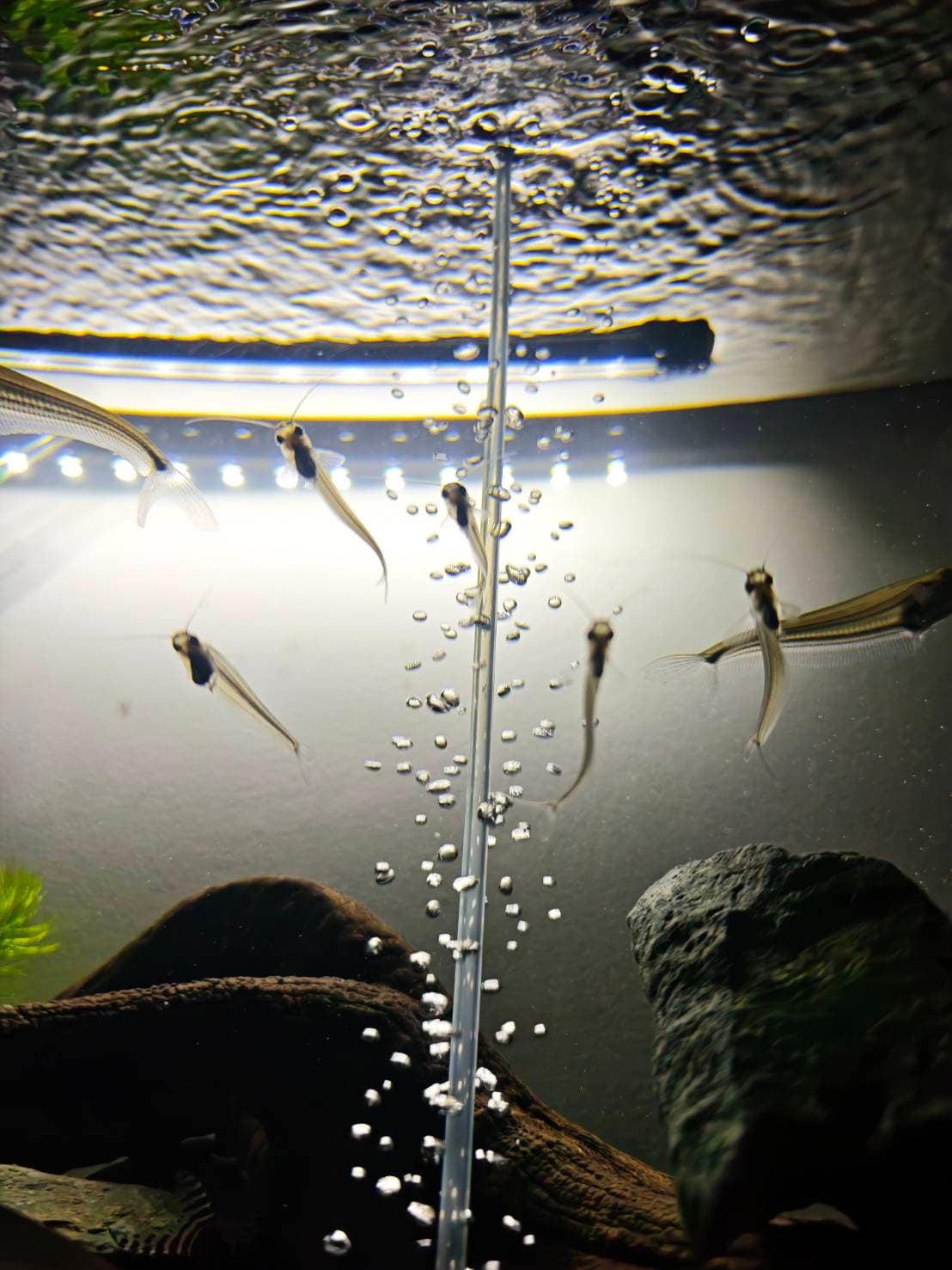 The Ghost & Bottom Dwellers image 4