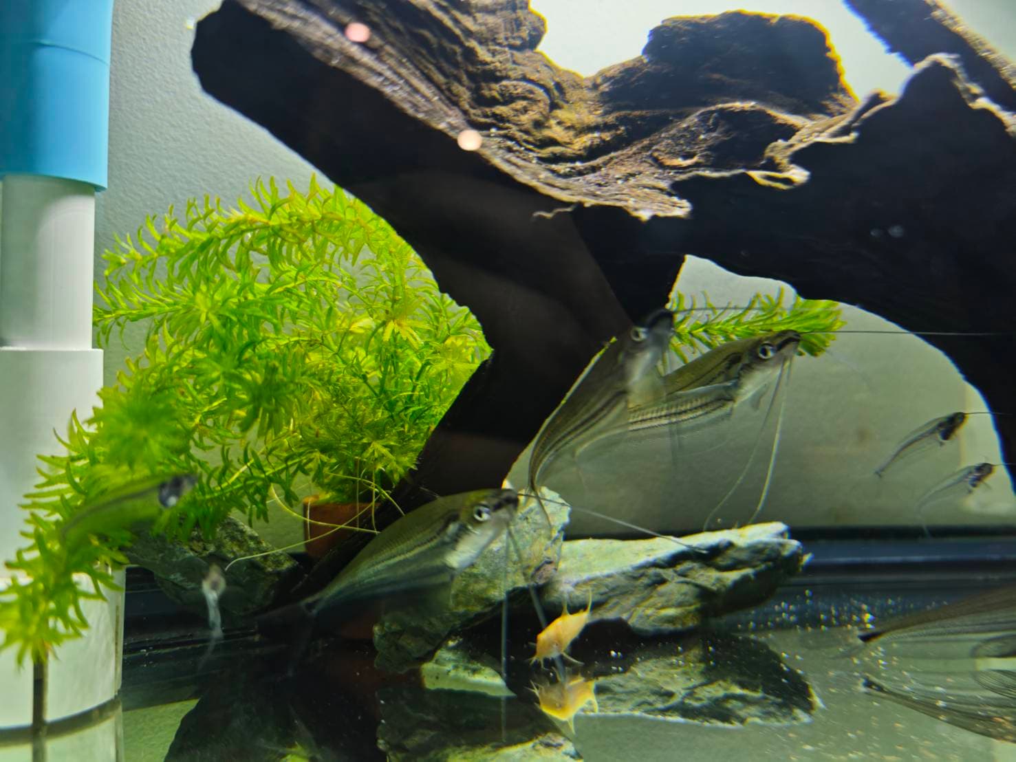 The Ghost & Bottom Dwellers image 6