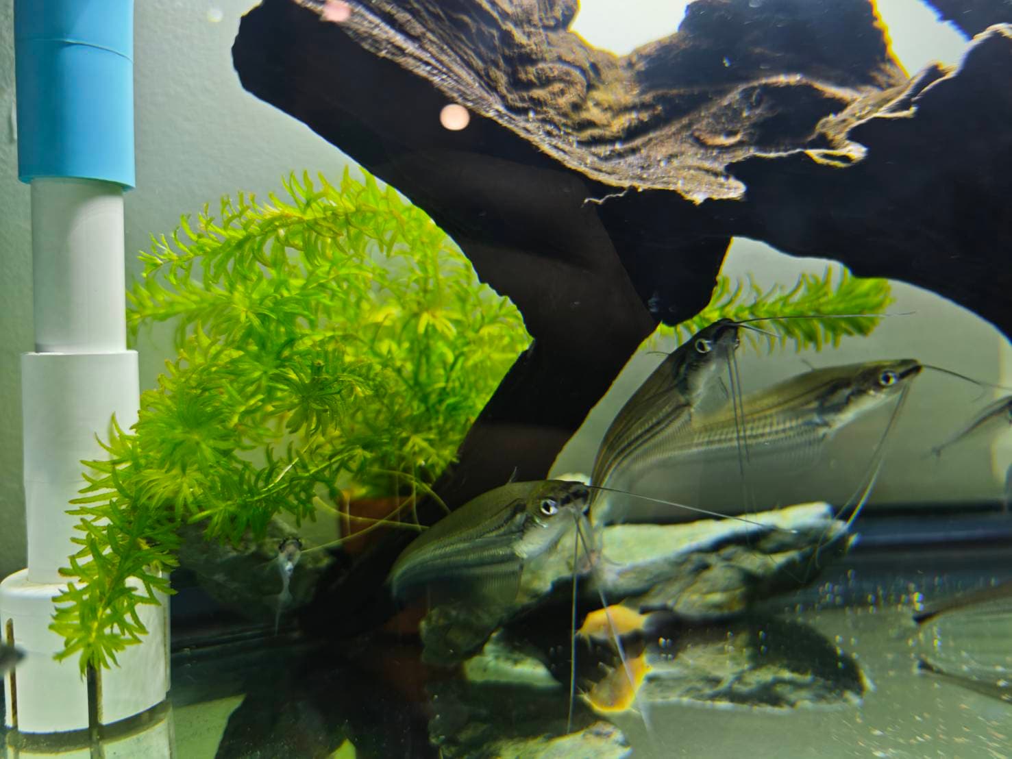 The Ghost & Bottom Dwellers image 7