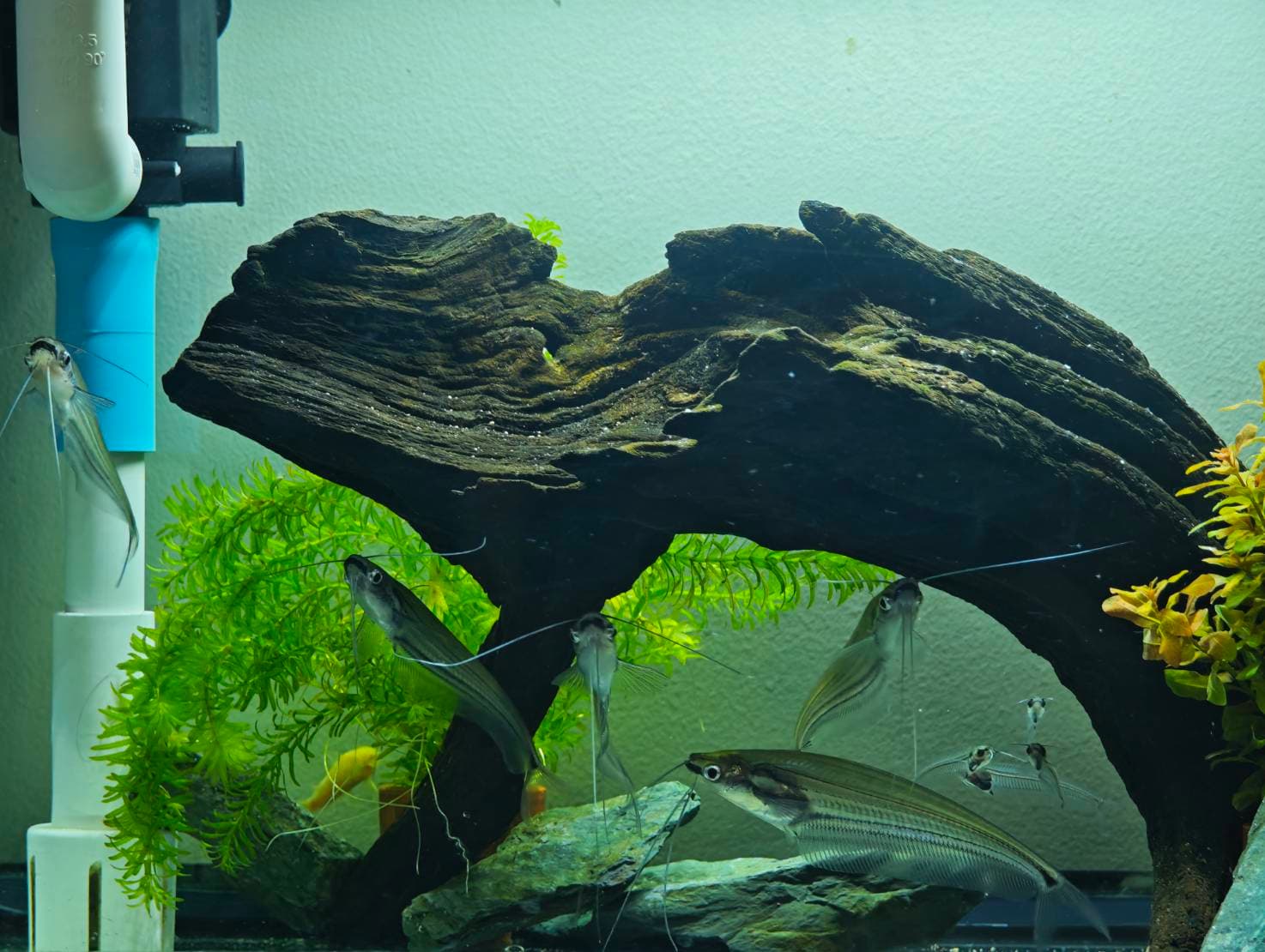 The Ghost & Bottom Dwellers image 8