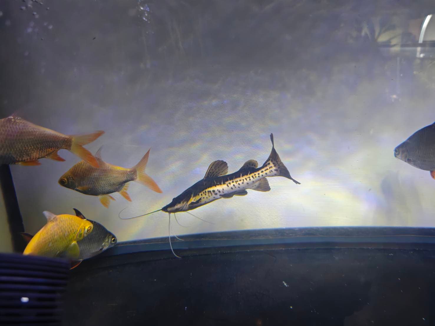 The Silver Dragon's Realm image 1