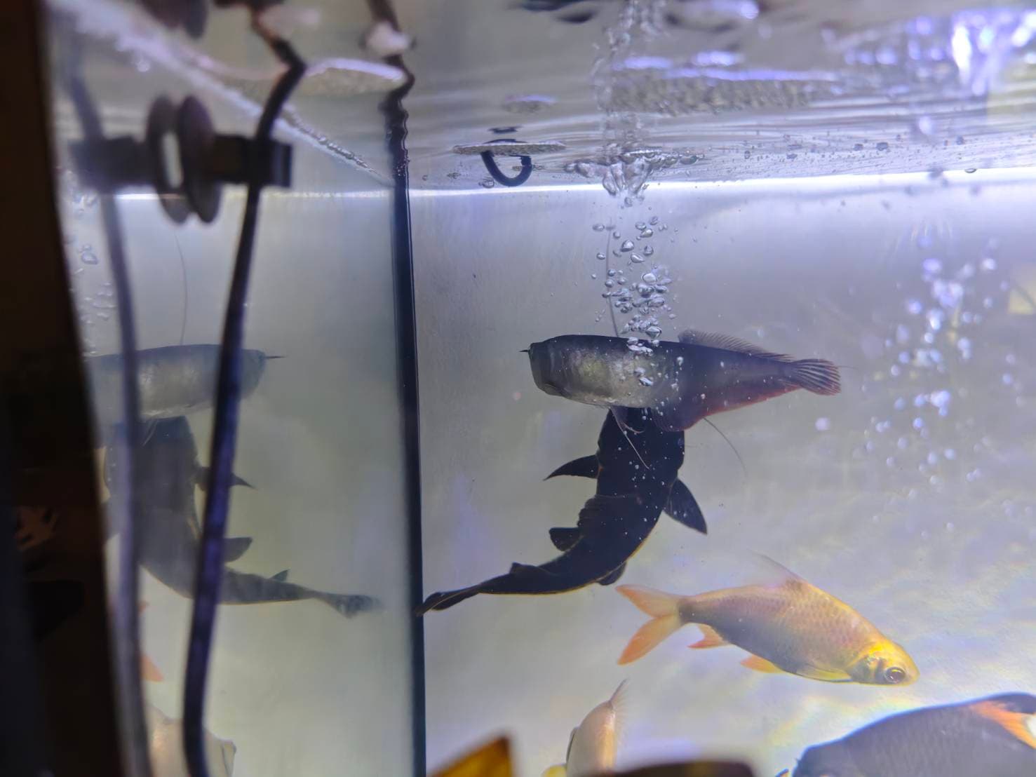 The Silver Dragon's Realm image 2