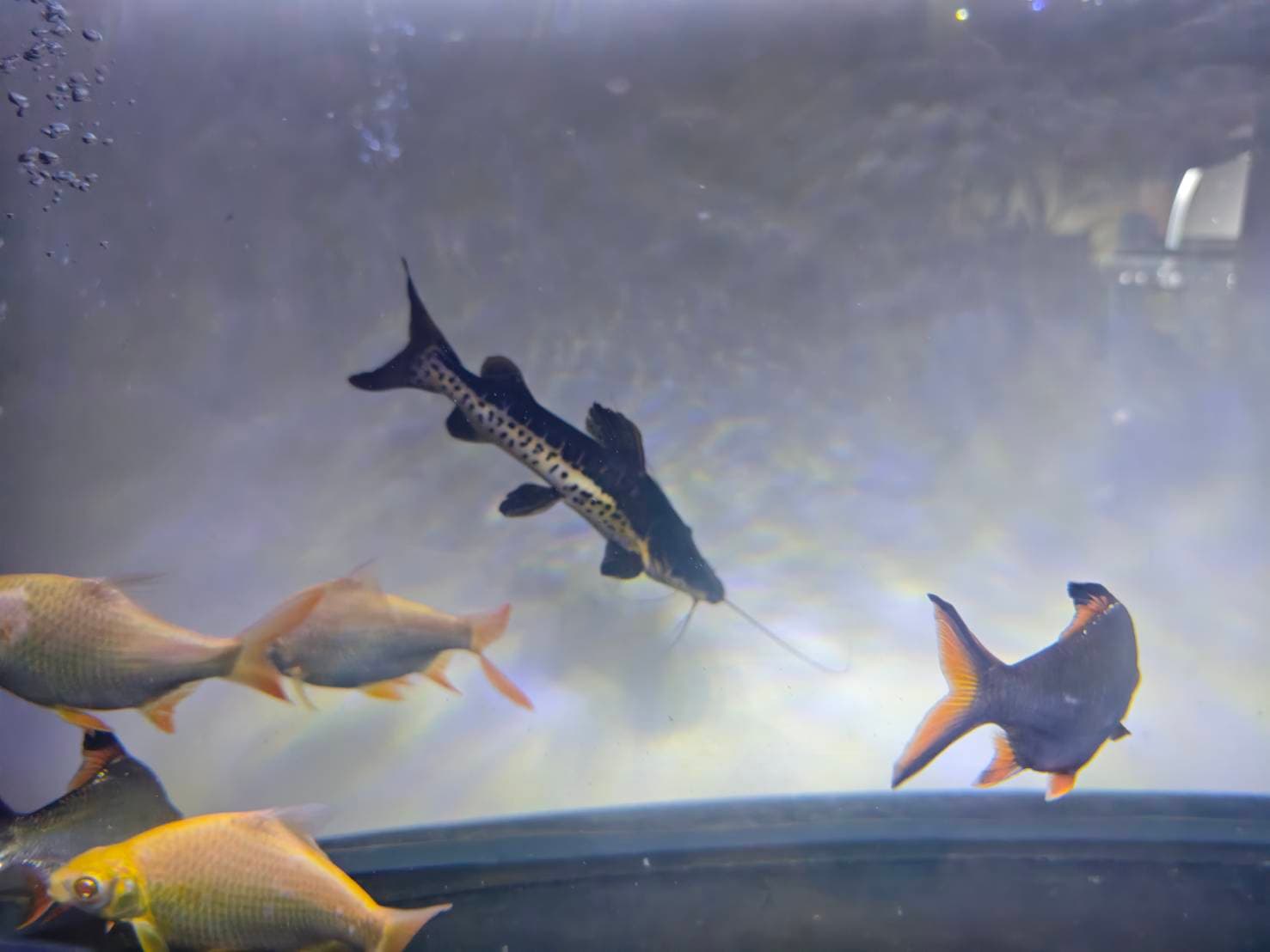 The Silver Dragon's Realm image 3