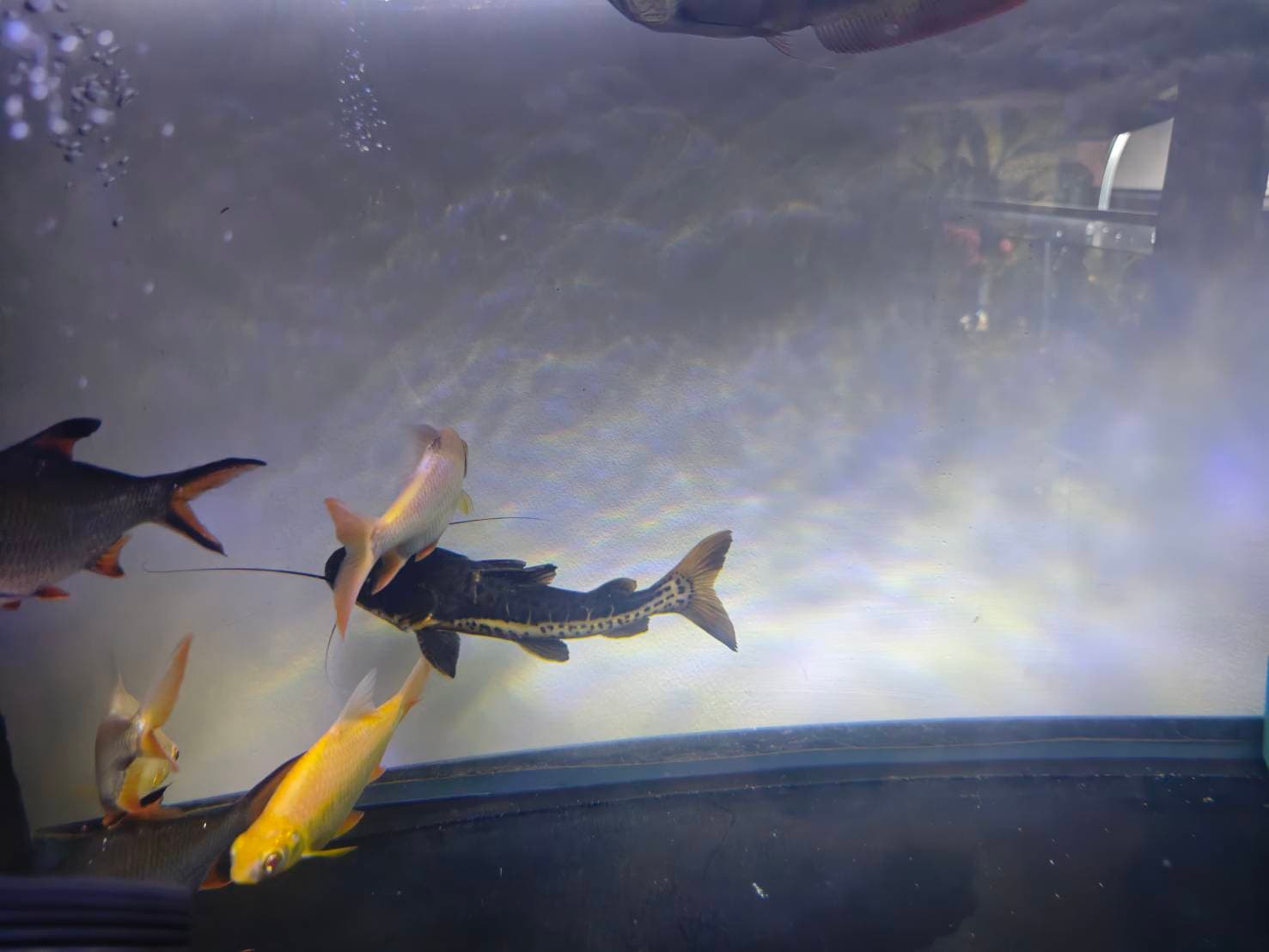 The Silver Dragon's Realm image 4