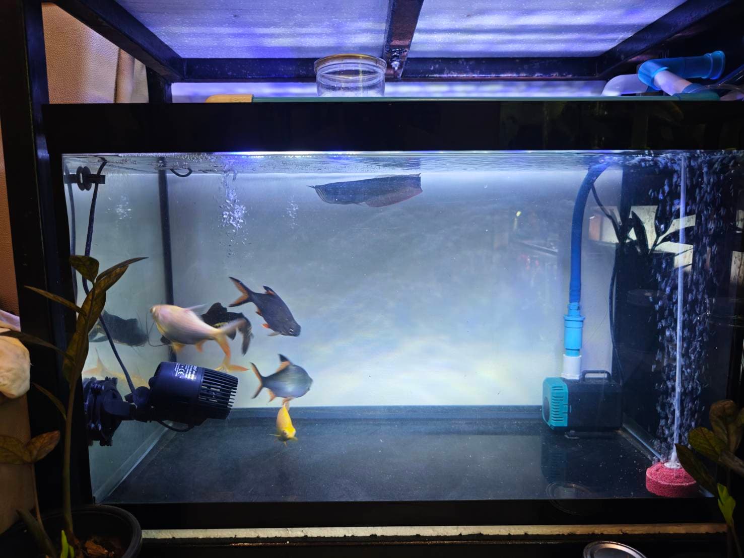 The Silver Dragon's Realm image 5