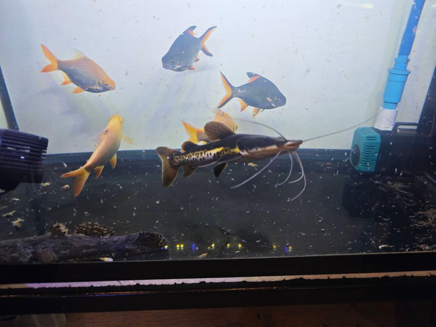 The Silver Dragon's Realm image 6