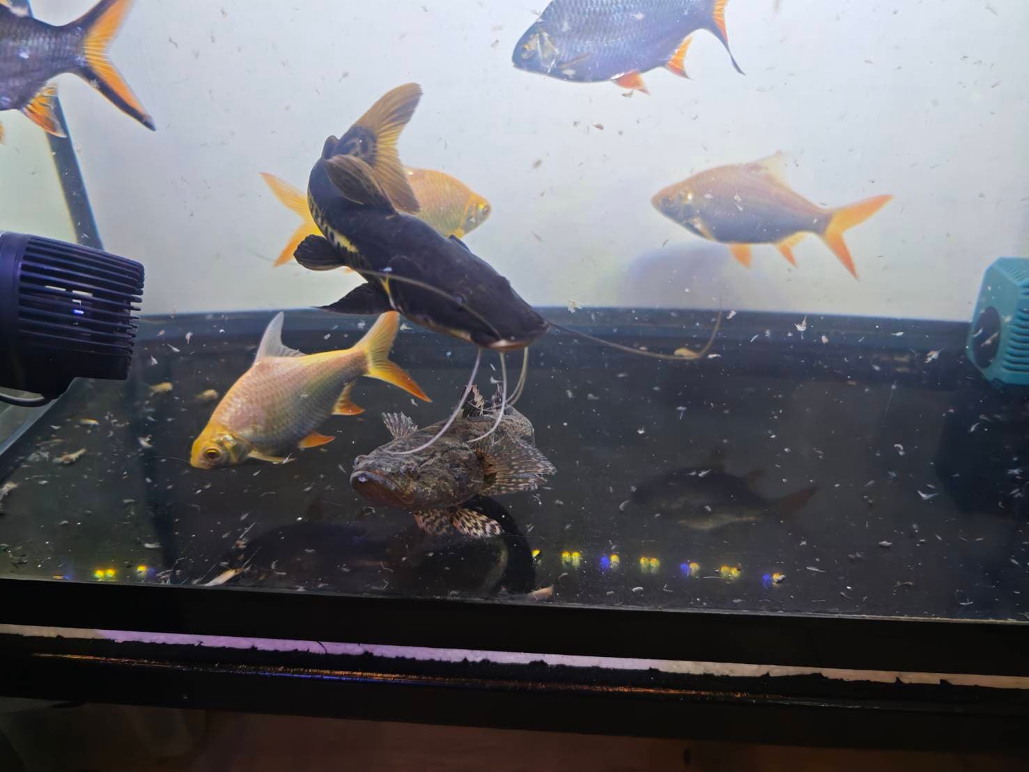 The Silver Dragon's Realm image 7