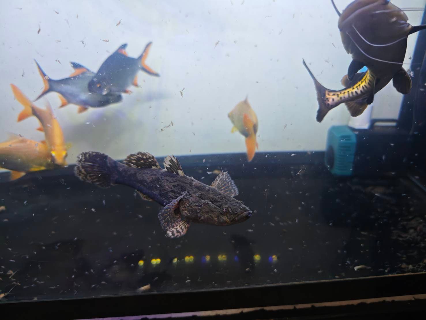 The Silver Dragon's Realm image 8