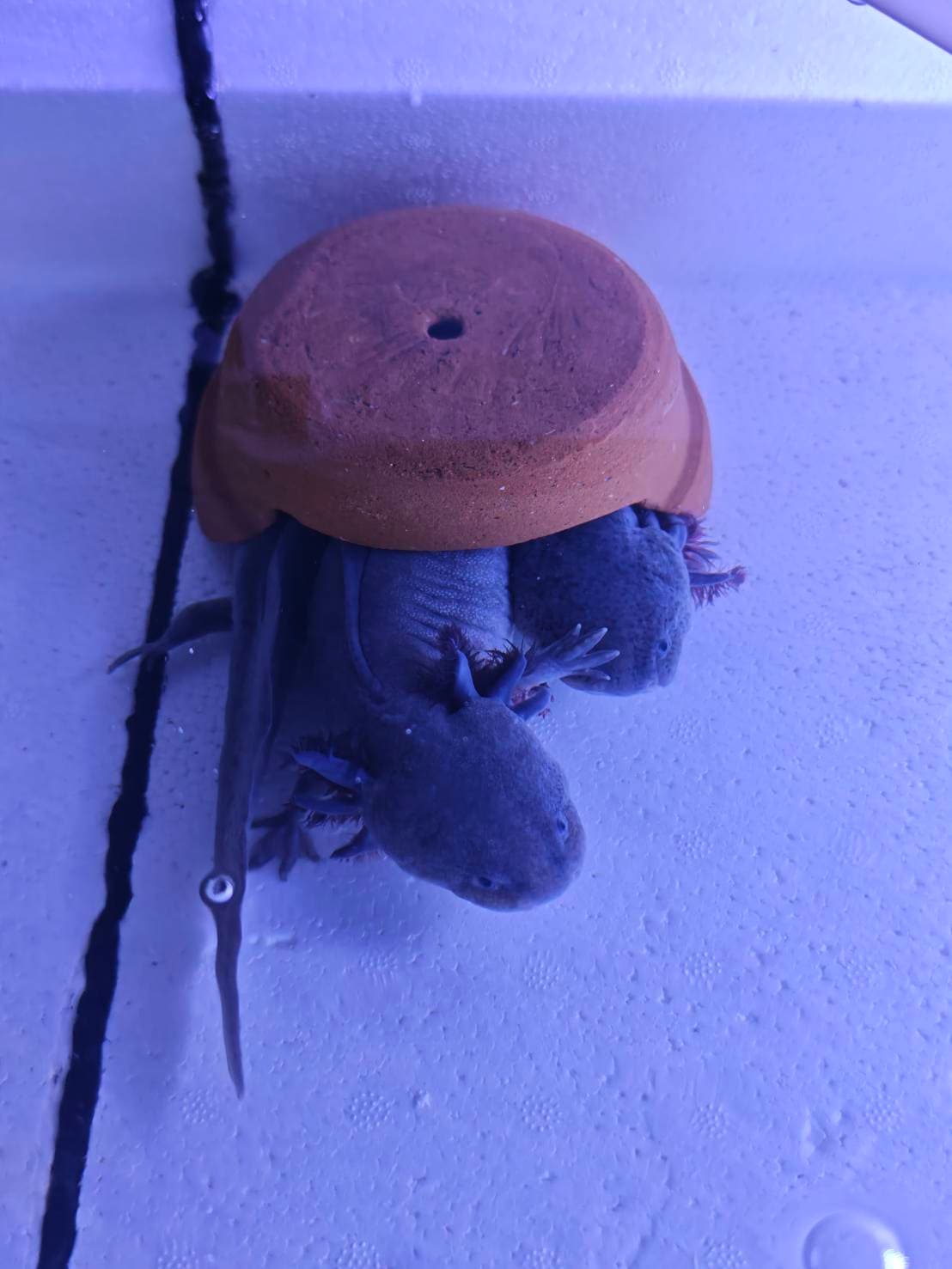 The Axolotl Colony image 1