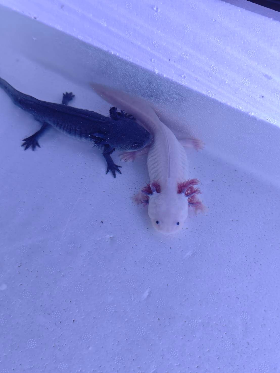 The Axolotl Colony image 2