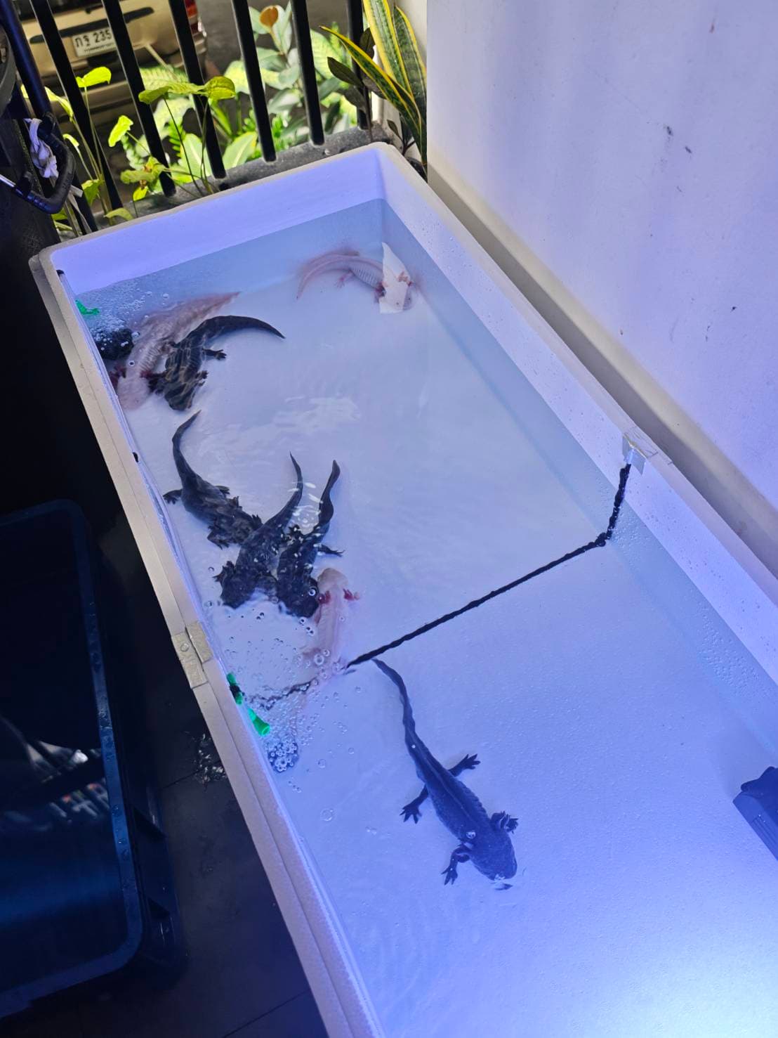 The Axolotl Colony image 3