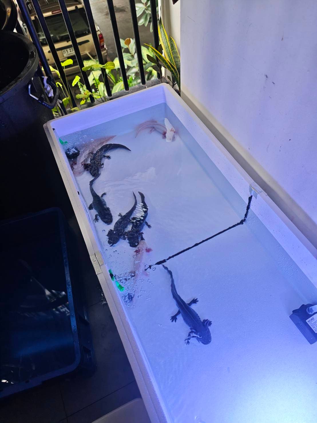 The Axolotl Colony image 4