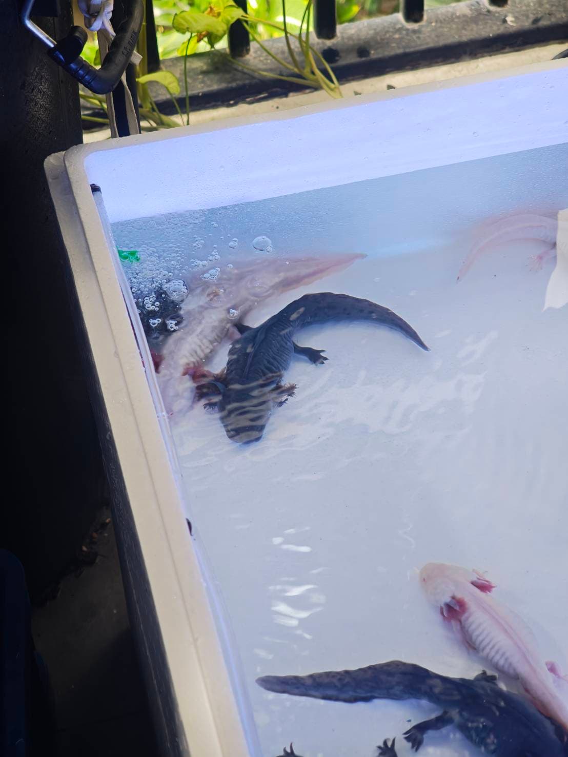 The Axolotl Colony image 5