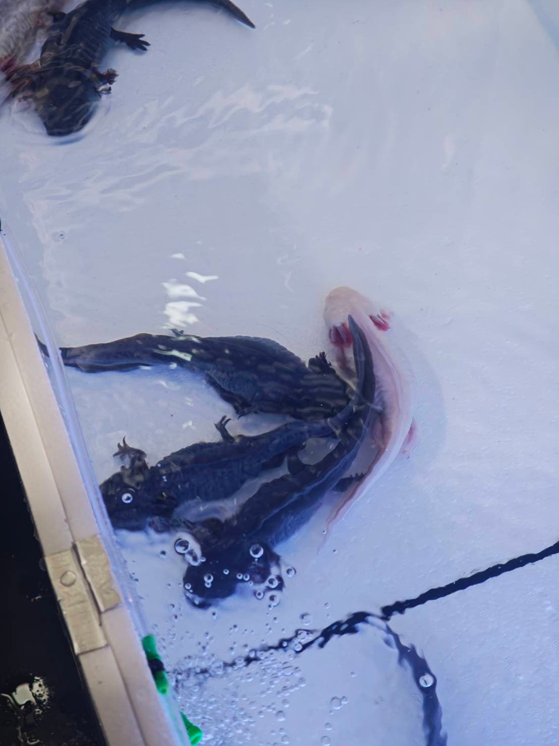 The Axolotl Colony image 6