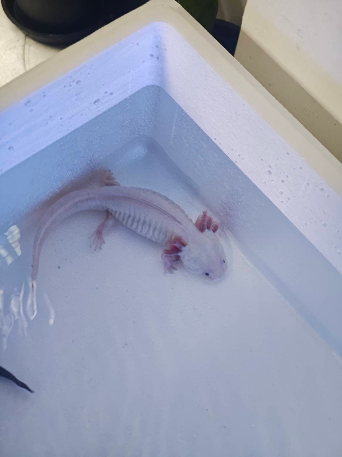 The Axolotl Colony image 7