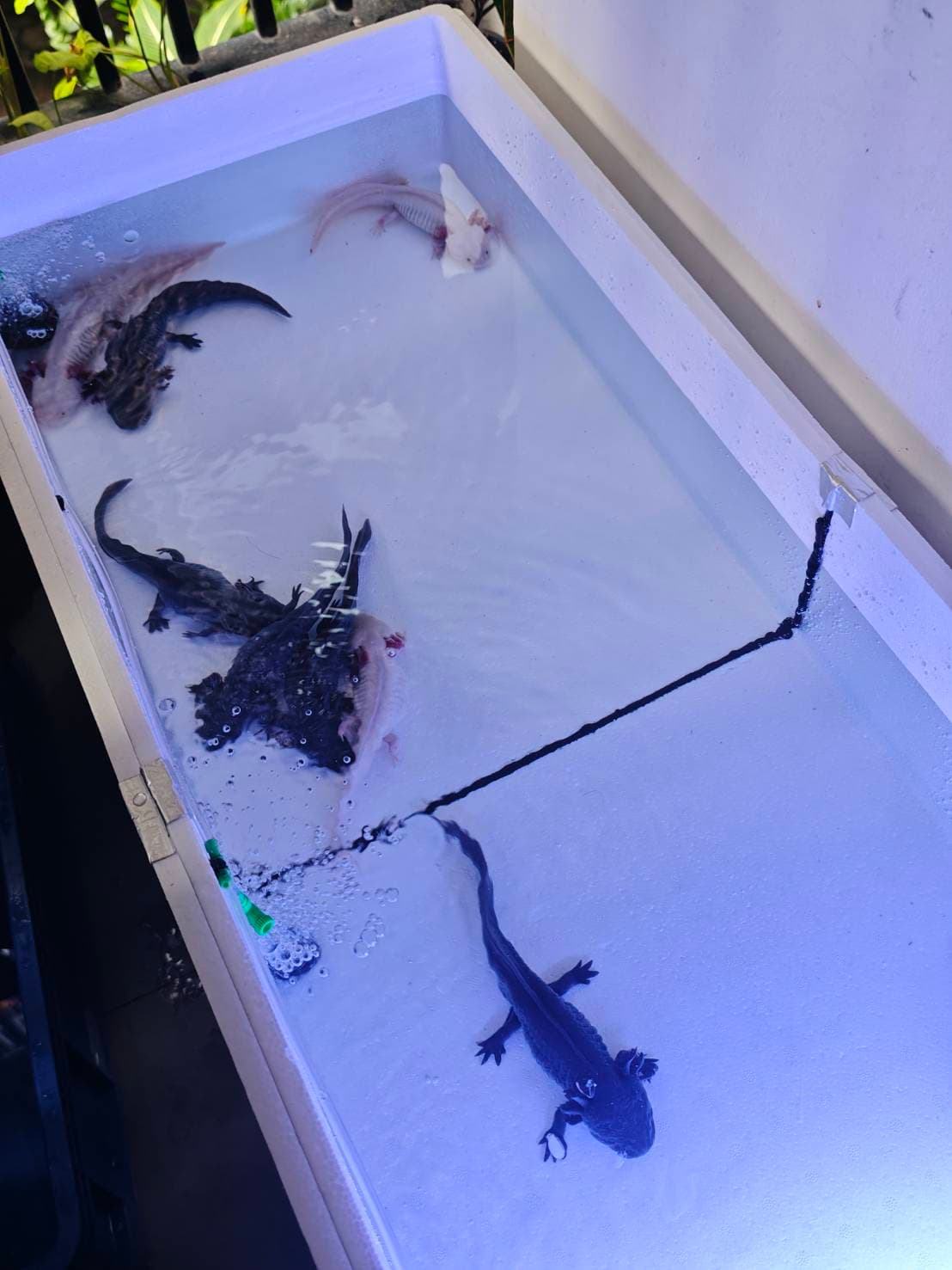 The Axolotl Colony image 8