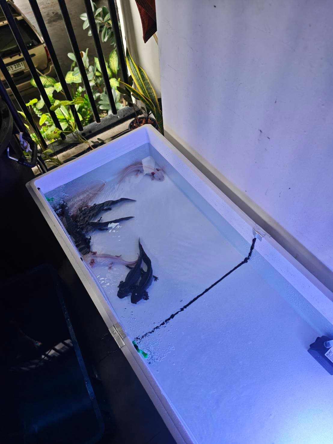 The Axolotl Colony image 9