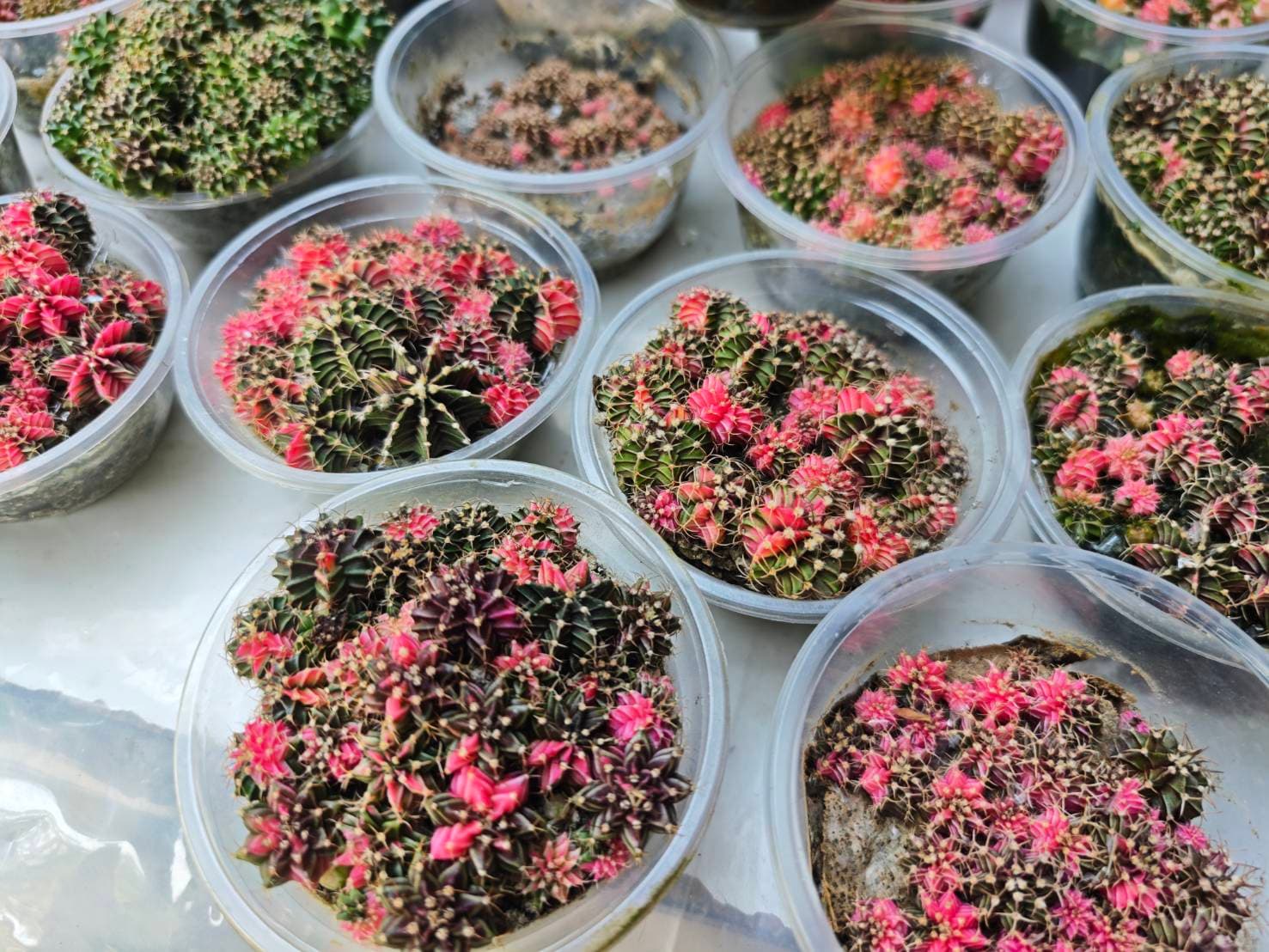 Cactus Collection image 1