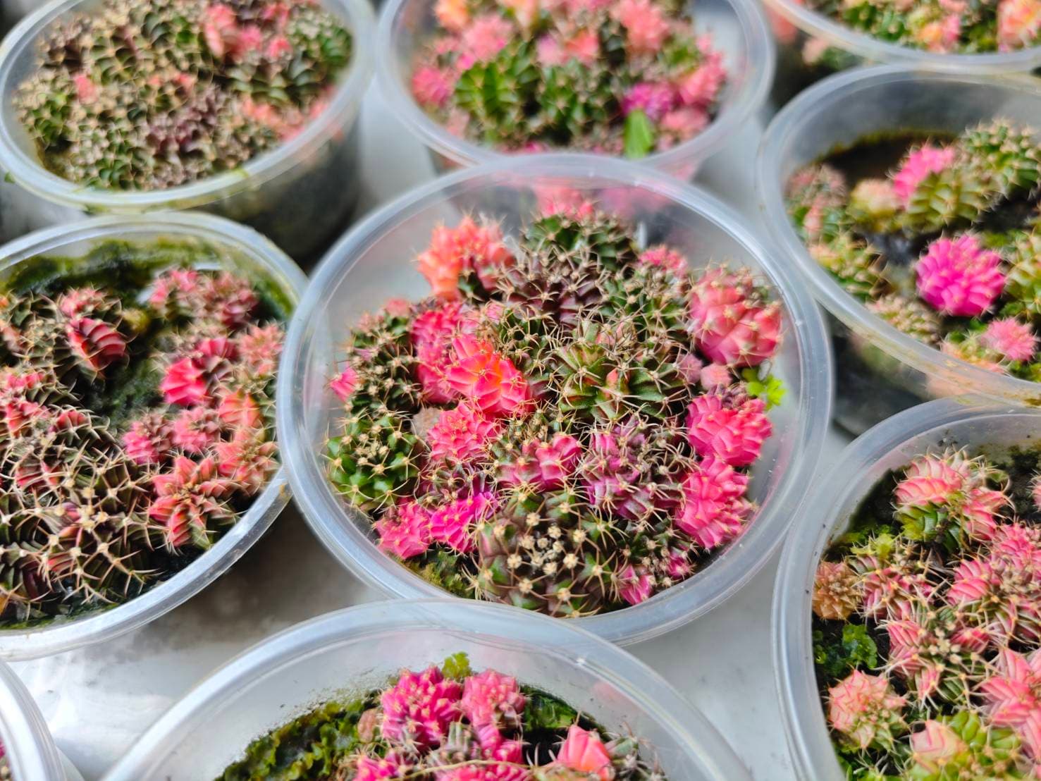 Cactus Collection image 2