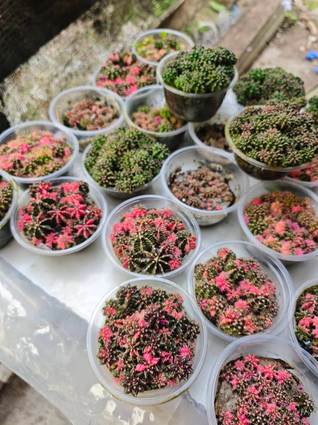 Cactus Collection image 3