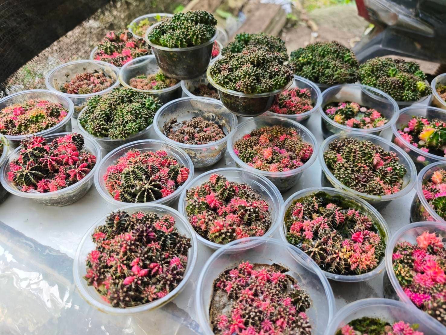 Cactus Collection image 4