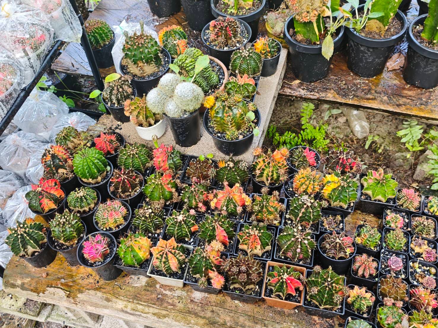 Cactus Collection image 5