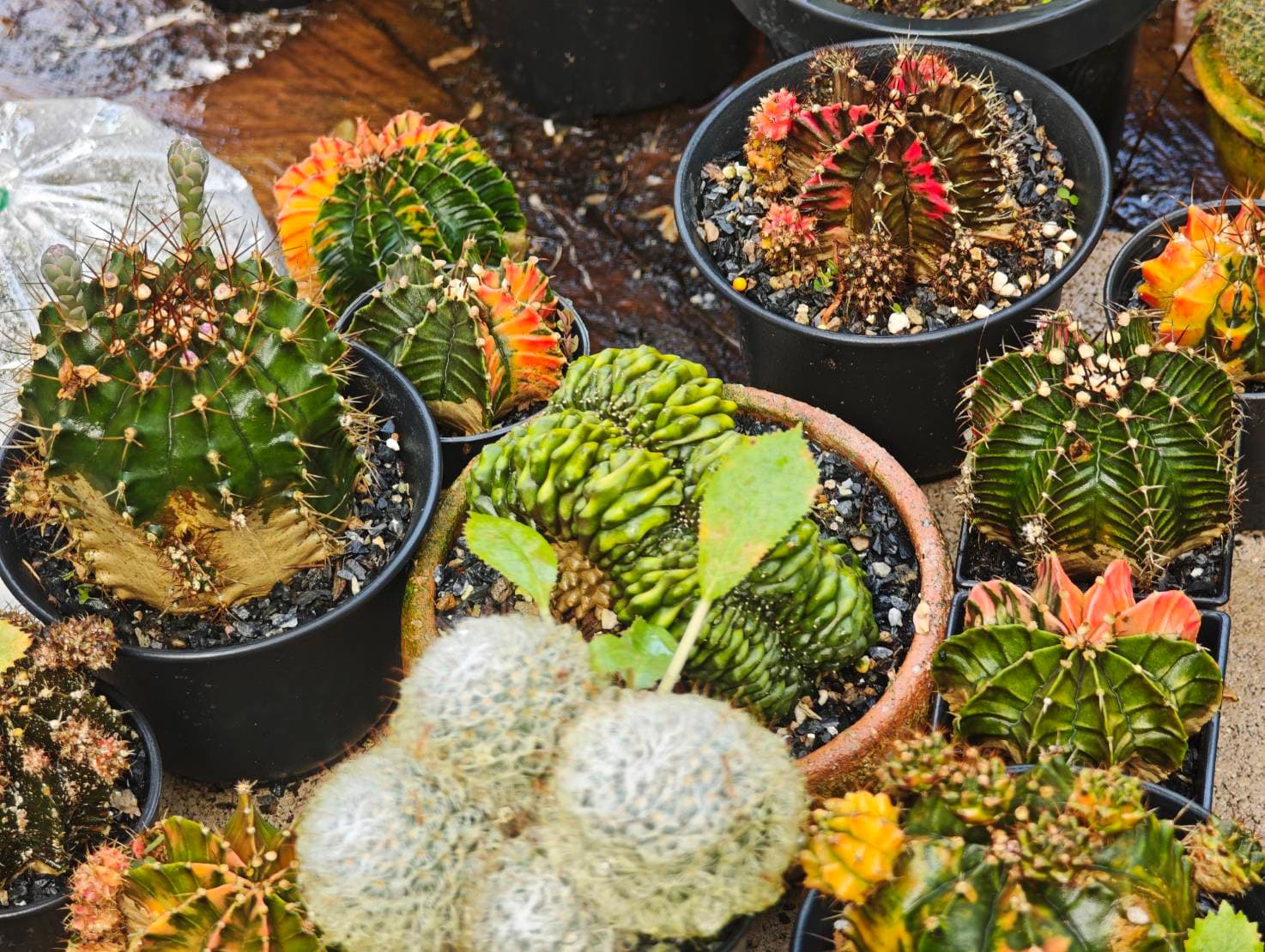 Cactus Collection image 6