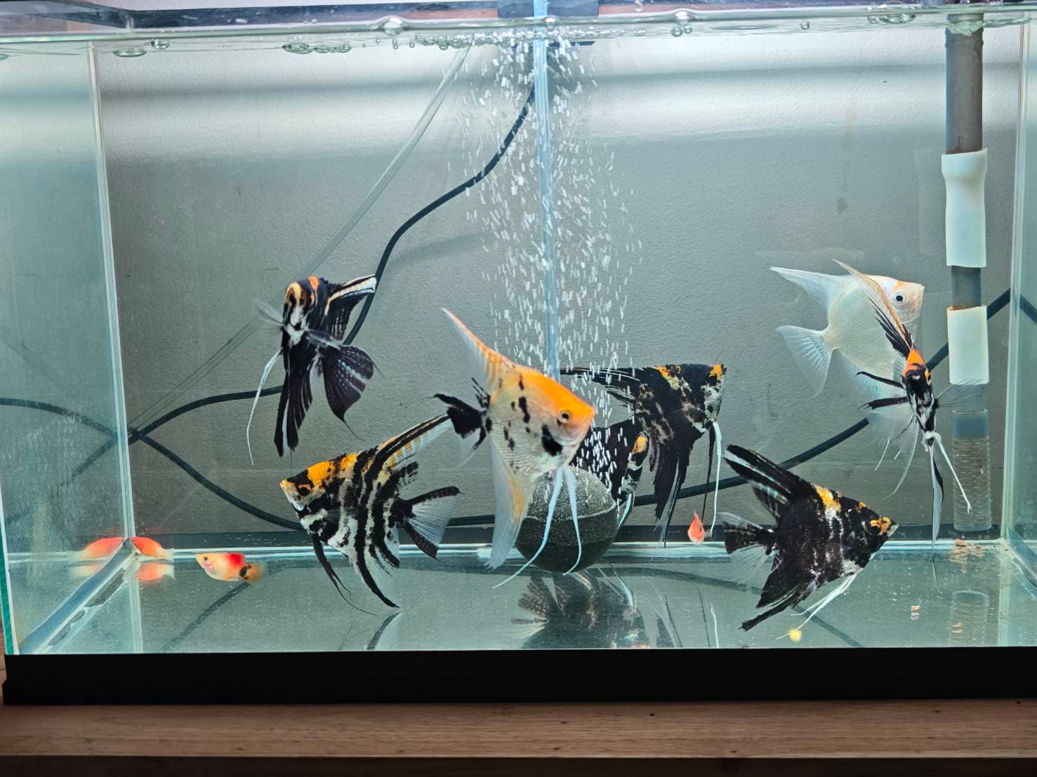 Angelic Elegance image 1