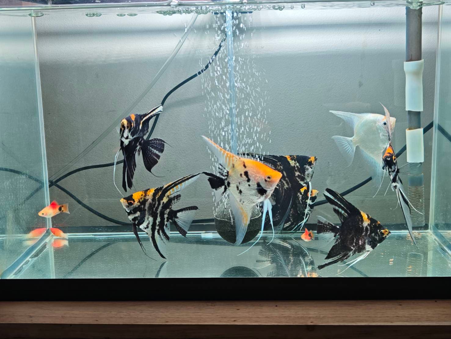 Angelic Elegance image 2