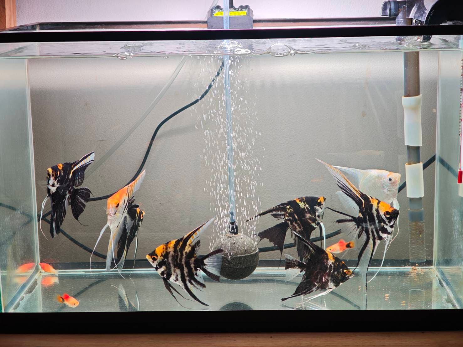 Angelic Elegance image 3